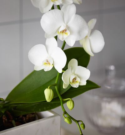 Hvit orkidé i hvit potte
